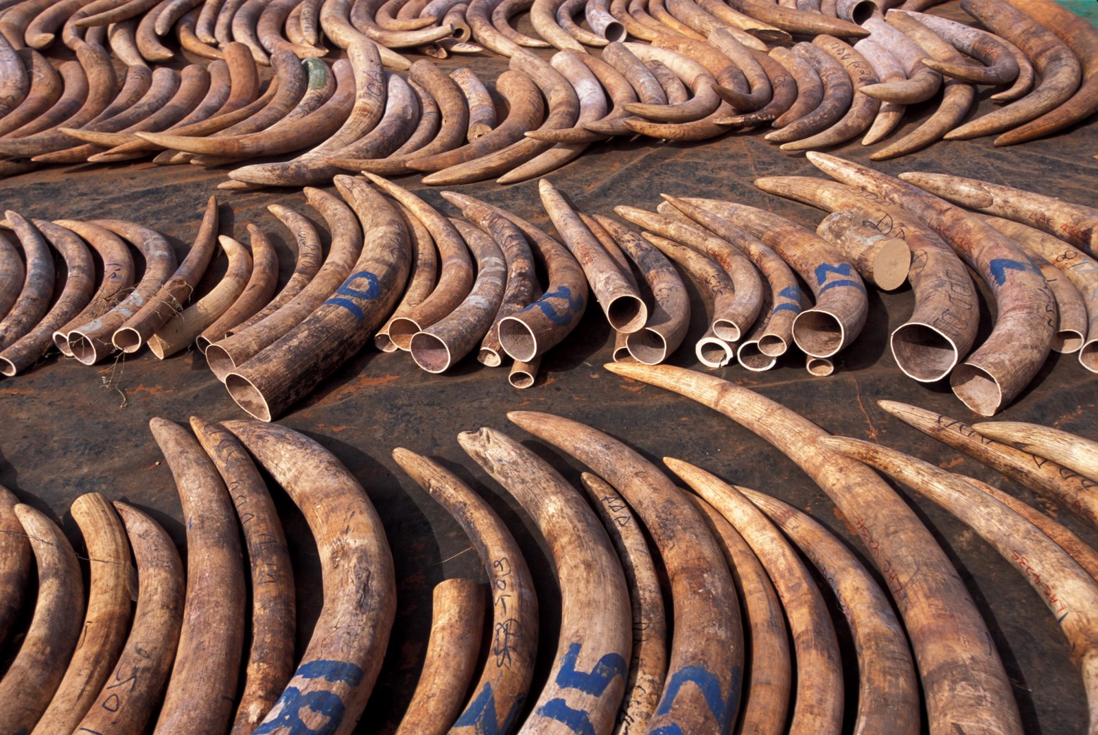 Be nice to animals: Elephant poaching in India